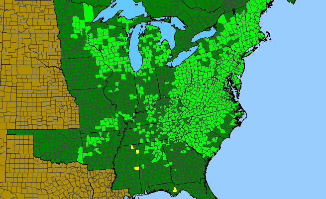 The range of Goodyera pubescens